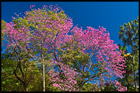 Botanic Gardens, Brisbane, QLD, Australia