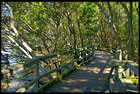 Mangrove Boardwalk, Botanic Gardens, Brisbane, QLD, Australia