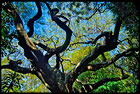 Botanic Gardens, Brisbane, QLD, Australia