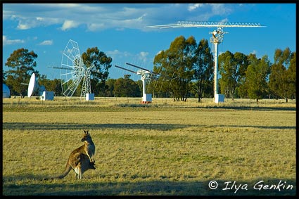 Kangaroo, Кенгуру, Radio Antenna Dishes, Радиотелескоп, Australian Telescope Compact Array, Narrabri, NSW, Australia