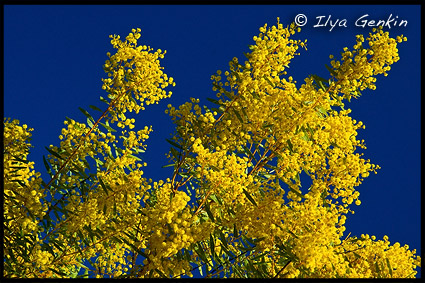 австралийская мимоза, Narrabri, NSW, Australia