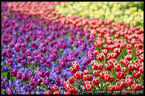 Флориада, Floriade, Парк Срдружества, Commonwealth Park, Озеро Берли Гриффин, Burley Griffin Lake, Канберра, Canberra, Австралийская столичная территория, ACT, Австралия, Australia