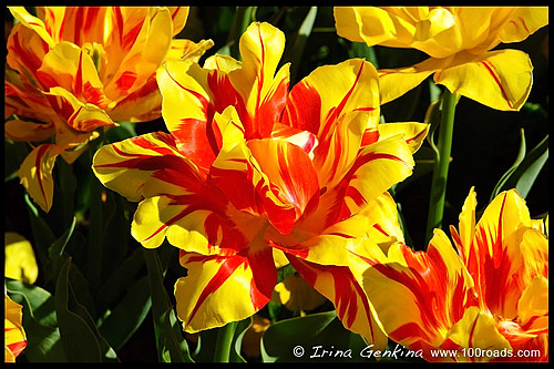 Флориада, Floriade, Парк Срдружества, Commonwealth Park, Озеро Берли Гриффин, Burley Griffin Lake, Канберра, Canberra, Австралийская столичная территория, ACT, Австралия, Australia