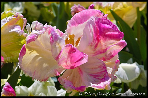 Флориада, Floriade, Парк Срдружества, Commonwealth Park, Озеро Берли Гриффин, Burley Griffin Lake, Канберра, Canberra, Австралийская столичная территория, ACT, Австралия, Australia