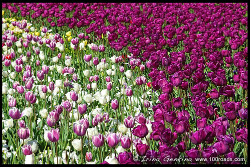 Флориада, Floriade, Парк Срдружества, Commonwealth Park, Озеро Берли Гриффин, Burley Griffin Lake, Канберра, Canberra, Австралийская столичная территория, ACT, Австралия, Australia