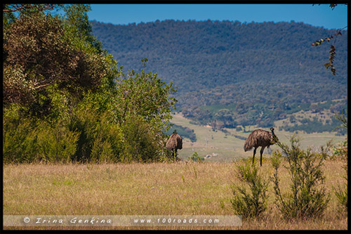 Заповедник Тидбинбилла, Tidbinbilla Nature Reserve, Канберра, Canberra, Австралийская столичная территория, ACT, Австралия, Australia