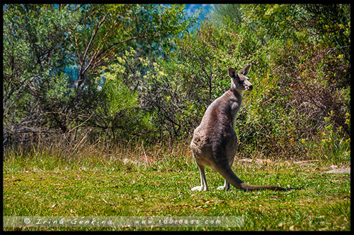 Заповедник Тидбинбилла, Tidbinbilla Nature Reserve, Канберра, Canberra, Австралийская столичная территория, ACT, Австралия, Australia