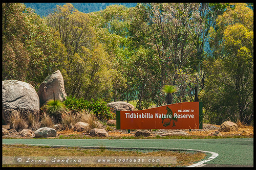 Заповедник Тидбинбилла, Tidbinbilla Nature Reserve, Канберра, Canberra, Австралийская столичная территория, ACT, Австралия, Australia