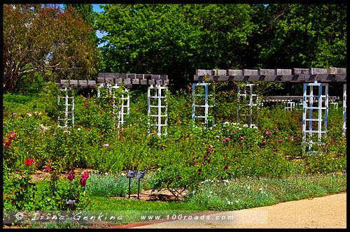 Сад Сената, Senate Gardens, Национальный Розовый сад, National Rose Garden, Старый Дом правительства, Old Parliament House, Канберра, Canberra, Австралийская столичная территория, ACT, Австралия, Australia