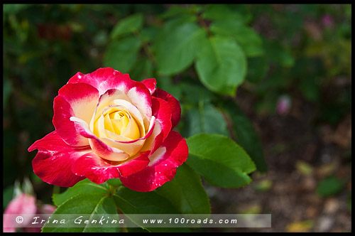 Сад Сената, Senate Gardens, Национальный Розовый сад, National Rose Garden, Старый Дом правительства, Old Parliament House, Канберра, Canberra, Австралийская столичная территория, ACT, Австралия, Australia