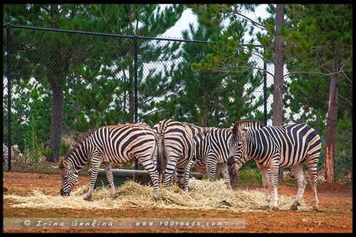 Гепард, Национальные зоопарк, National Zoo, Aquarium, Канберра ...