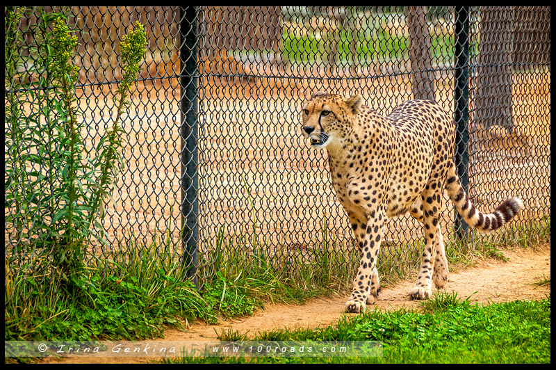 Гепард, Национальные зоопарк, National Zoo, Aquarium, Канберра, Canberra, Австралийская