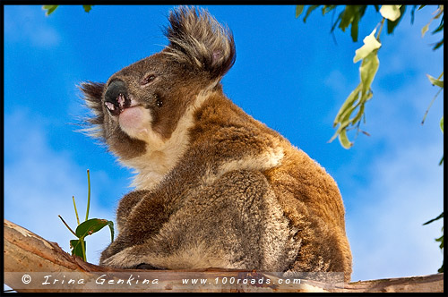 Великая Океанская Дорога, Great Ocean Road, Виктория, Victoria, VIC, Австралия, Australia