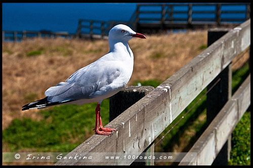 Остров Филлипа, Phillip Island, Виктория, Victoria, VIC, Австралия, Australia