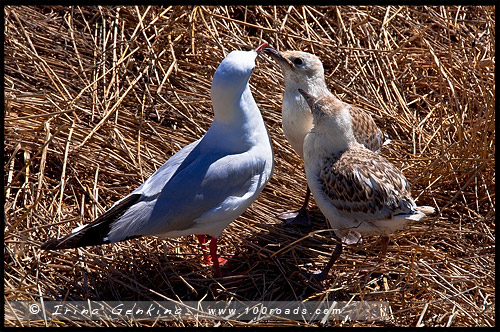 Остров Филлипа, Phillip Island, Виктория, Victoria, VIC, Австралия, Australia