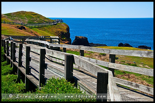 Остров Филлипа, Phillip Island, Виктория, Victoria, VIC, Австралия, Australia