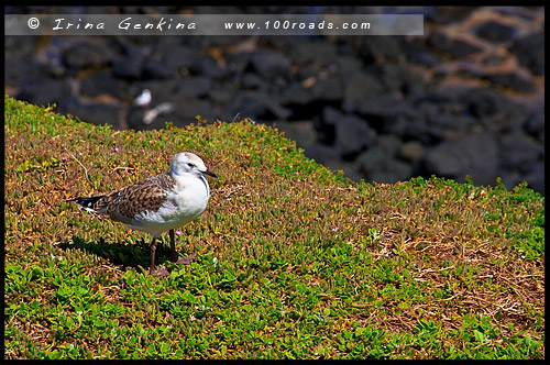 Остров Филлипа, Phillip Island, Виктория, Victoria, VIC, Австралия, Australia