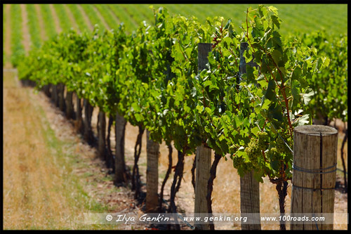 Долина Баросса, Barossa Valley, Аделаида, Adelaide, Южная Australia, South Australia, Австралия, Australia