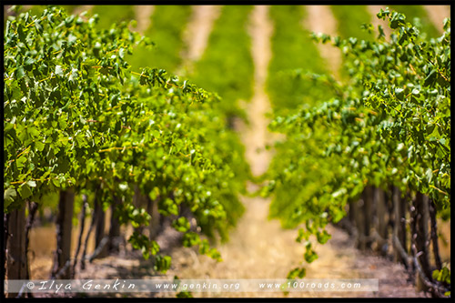 Долина Баросса, Barossa Valley, Аделаида, Adelaide, Южная Australia, South Australia, Австралия, Australia