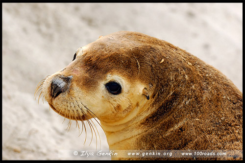 Бухта Тюленей, Seal Bay, Остров Кенгуру, Kangaroo Island, Южная Australia, South Australia, Австралия, Australia