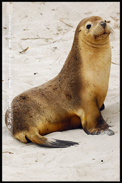 Бухта Тюленей, Seal Bay, Остров Кенгуру, Kangaroo Island, Южная Australia, South Australia, Австралия, Australia