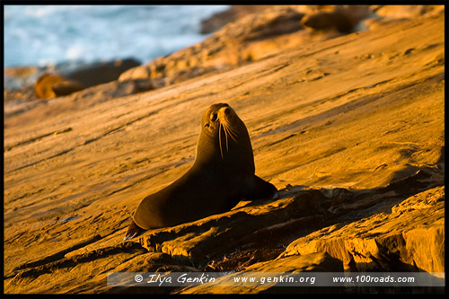 Новозеландский котик, Адмиральская арка, Admirals Arch, Остров Кенгуру, Kangaroo Island, Южная Australia, South Australia, Австралия, Australia