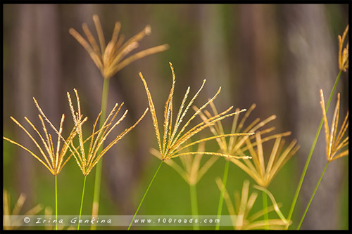 Парк Баррингтон Топс, Barrington Tops NP, Новый Южный Уэльс, NSW, Австралия, Australia