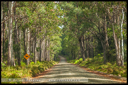 Парк Баррингтон Топс, Barrington Tops NP, Новый Южный Уэльс, NSW, Австралия, Australia