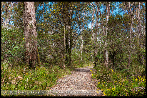 Парк Баррингтон Топс, Barrington Tops NP, Новый Южный Уэльс, NSW, Австралия, Australia