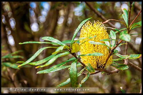 Парк Баррингтон Топс, Barrington Tops NP, Новый Южный Уэльс, NSW, Австралия, Australia