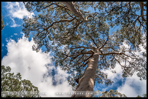 Парк Баррингтон Топс, Barrington Tops NP, Новый Южный Уэльс, NSW, Австралия, Australia