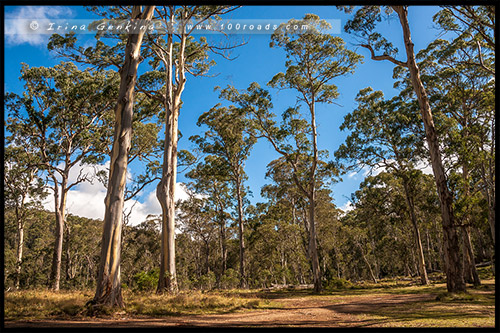 Парк Баррингтон Топс, Barrington Tops NP, Новый Южный Уэльс, NSW, Австралия, Australia