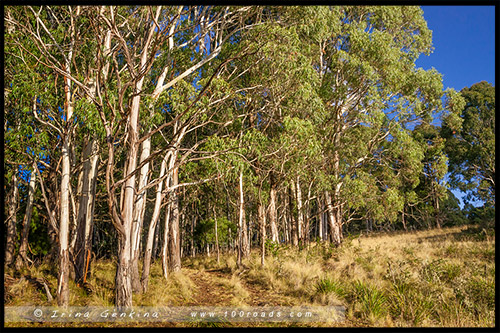 Парк Баррингтон Топс, Barrington Tops NP, Новый Южный Уэльс, NSW, Австралия, Australia