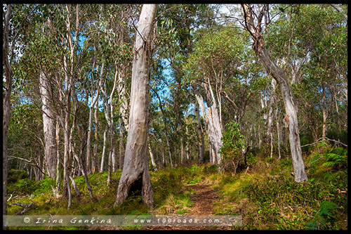 Парк Баррингтон Топс, Barrington Tops NP, Новый Южный Уэльс, NSW, Австралия, Australia