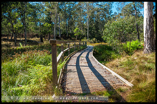 Парк Баррингтон Топс, Barrington Tops NP, Новый Южный Уэльс, NSW, Австралия, Australia