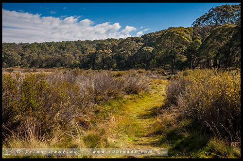 Парк Баррингтон Топс, Barrington Tops NP, Новый Южный Уэльс, NSW, Австралия, Australia