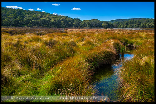 Парк Баррингтон Топс, Barrington Tops NP, Новый Южный Уэльс, NSW, Австралия, Australia