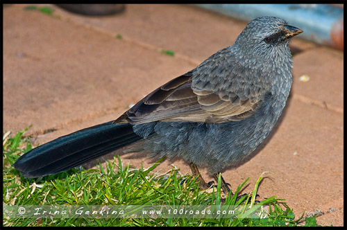 Апостольские птицы, Apostlebird, Struthidea cinerea, Снегирёвые сойки, Радио-телескоп, Тарелка, The Dish, Паркс, Parkes, Новый Южный Уэльс, NSW, Австралия, Australia