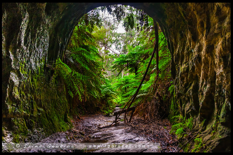 Туннель светлячков, Glow Worm Tunnel, Голубые Горы, Blue Mountains, Австралия, Australia
