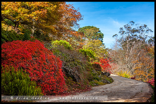 Сады Эверглейдс, Everglades Gardens, Леура, Льюра, Leura, Голубые Горы, Blue Mountains, Новый Южный Уэльс, NSW, Австралия, Australia