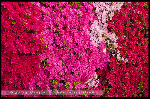 Фестиваль Садов в Леуре, Leura Gardens Festival, Леура, Льюра, Leura, Голубые Горы, Blue Mountains, Новый Южный Уэльс, NSW, Австралия, Australia