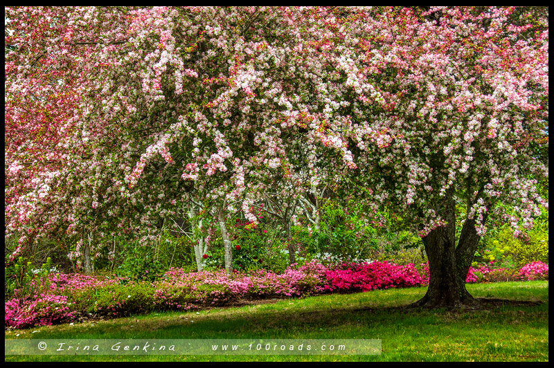 Mt Wilson Spring Blossom Festival, Сад Нуру, Nooroo Garden, Гора Вилсон, Mount Wilson, Голубые Горы, Blue Mountains, Новый Южный Уэльс, NSW, Австралия, Australia