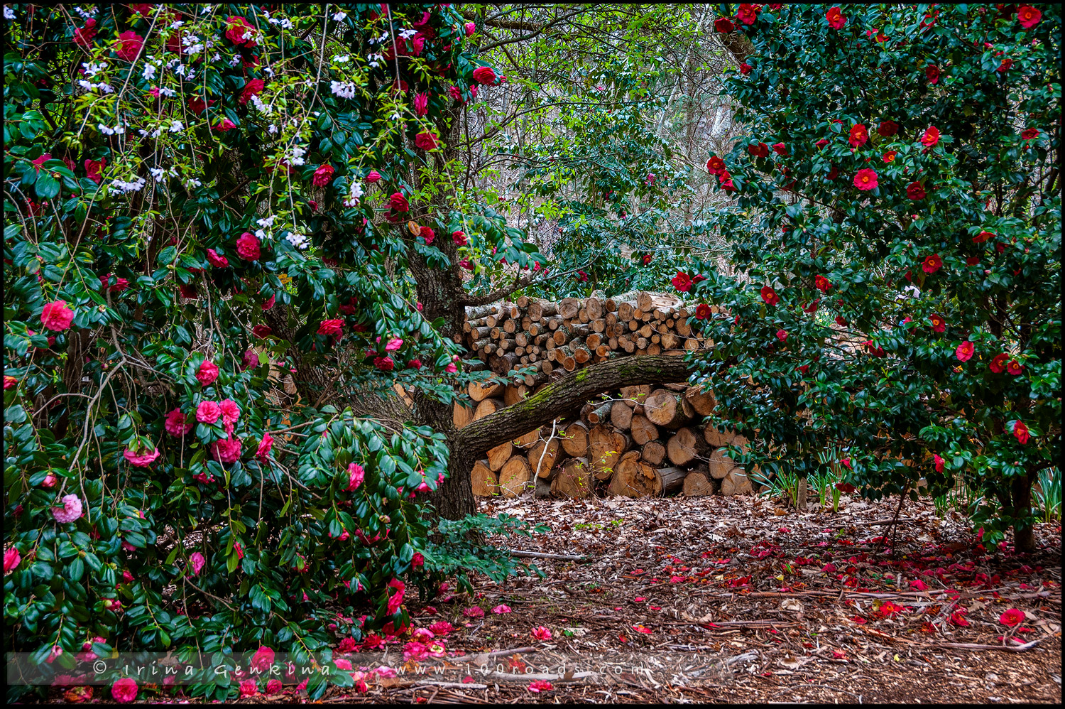 Сефтон Коттаж, Sefton Cottage, Гора Вилсон, Mount Wilson, Голубые Горы, Blue Mountains, Новый Южный Уэльс, NSW, Австралия, Australia