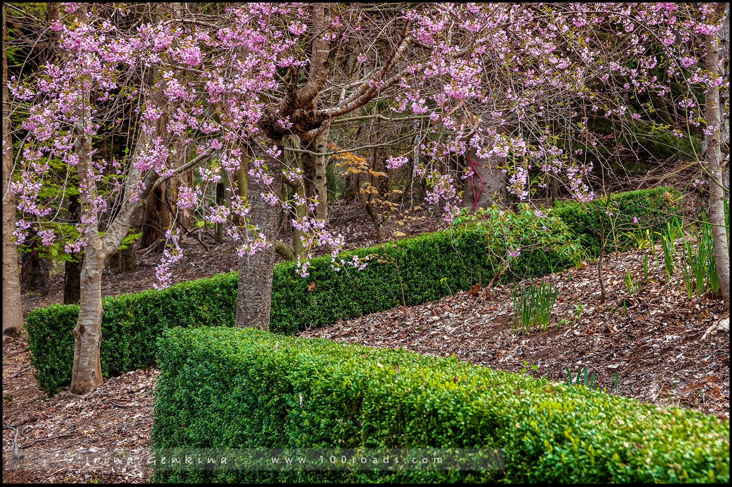 Сефтон Коттаж, Sefton Cottage, Гора Вилсон, Mount Wilson, Голубые Горы, Blue Mountains, Новый Южный Уэльс, NSW, Австралия, Australia
