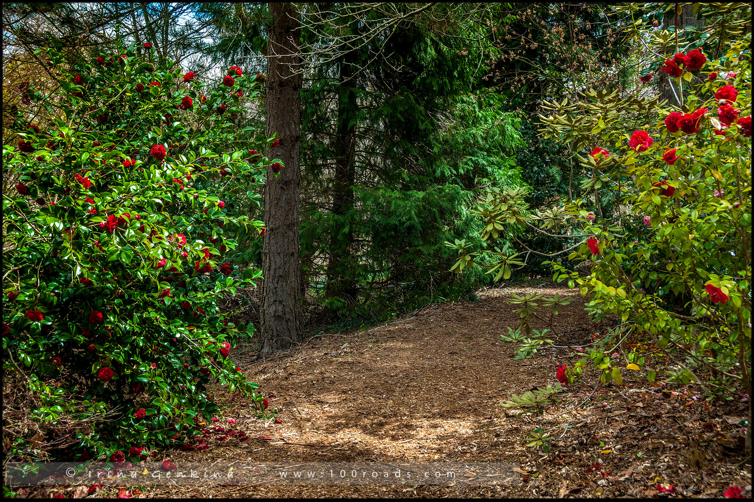 Сефтон Коттаж, Sefton Cottage, Гора Вилсон, Mount Wilson, Голубые Горы, Blue Mountains, Новый Южный Уэльс, NSW, Австралия, Australia