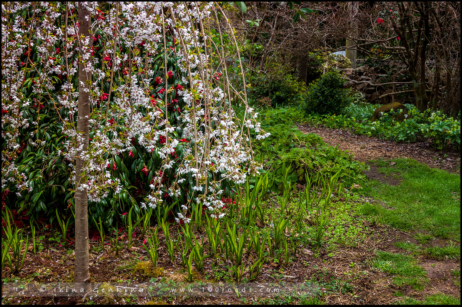 Сефтон Коттаж, Sefton Cottage, Гора Вилсон, Mount Wilson, Голубые Горы, Blue Mountains, Новый Южный Уэльс, NSW, Австралия, Australia