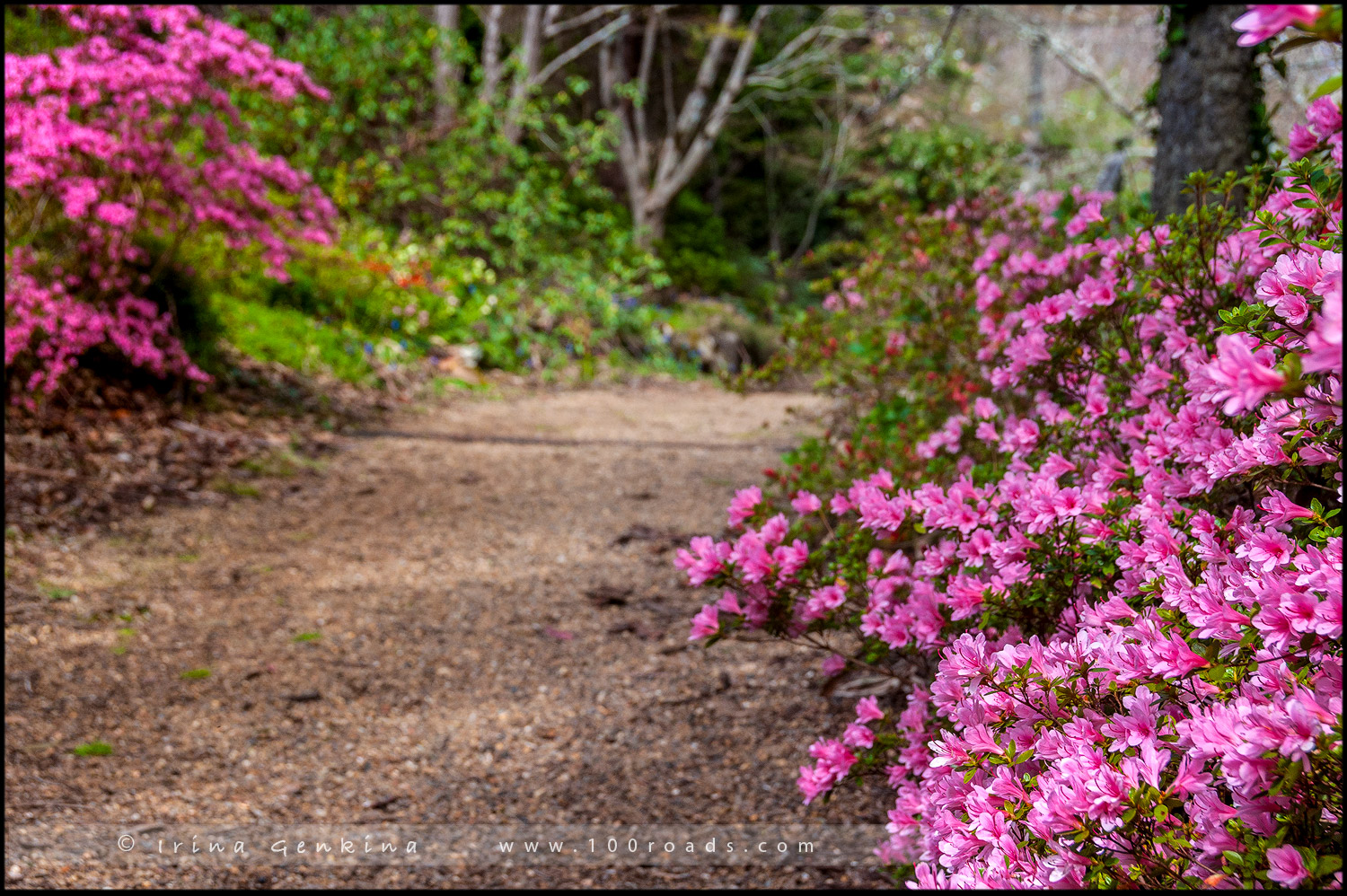 Сефтон Коттаж, Sefton Cottage, Гора Вилсон, Mount Wilson, Голубые Горы, Blue Mountains, Новый Южный Уэльс, NSW, Австралия, Australia