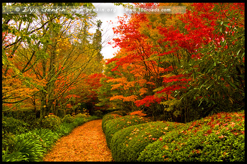 <Аллея в осеннем саду Bebeah, Bebeah Garden, Гора Вилсон, Mount Wilson, Голубые Горы, Blue Mountains, Новый Южный Уэльс, NSW, Австралия, Australia