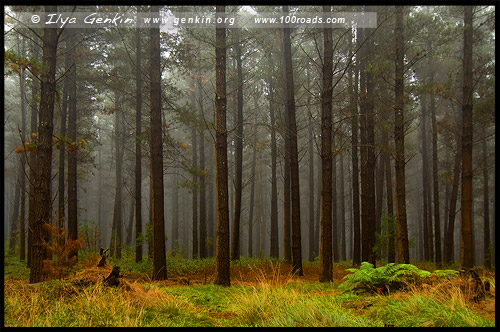 <State Forest, Оберон, Oberon, Новый Южный Уэльс, NSW, Австралия, Australia