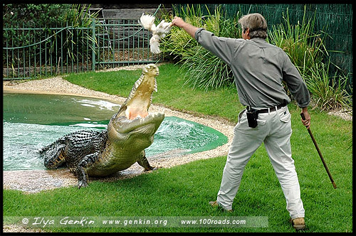 Австралийский Парк Рептилий, Australian Reptile Park, Сомерсби, Somersby, Госфорд, Gosford, Новый Южный Уэльс, NSW, Австралия, Australia